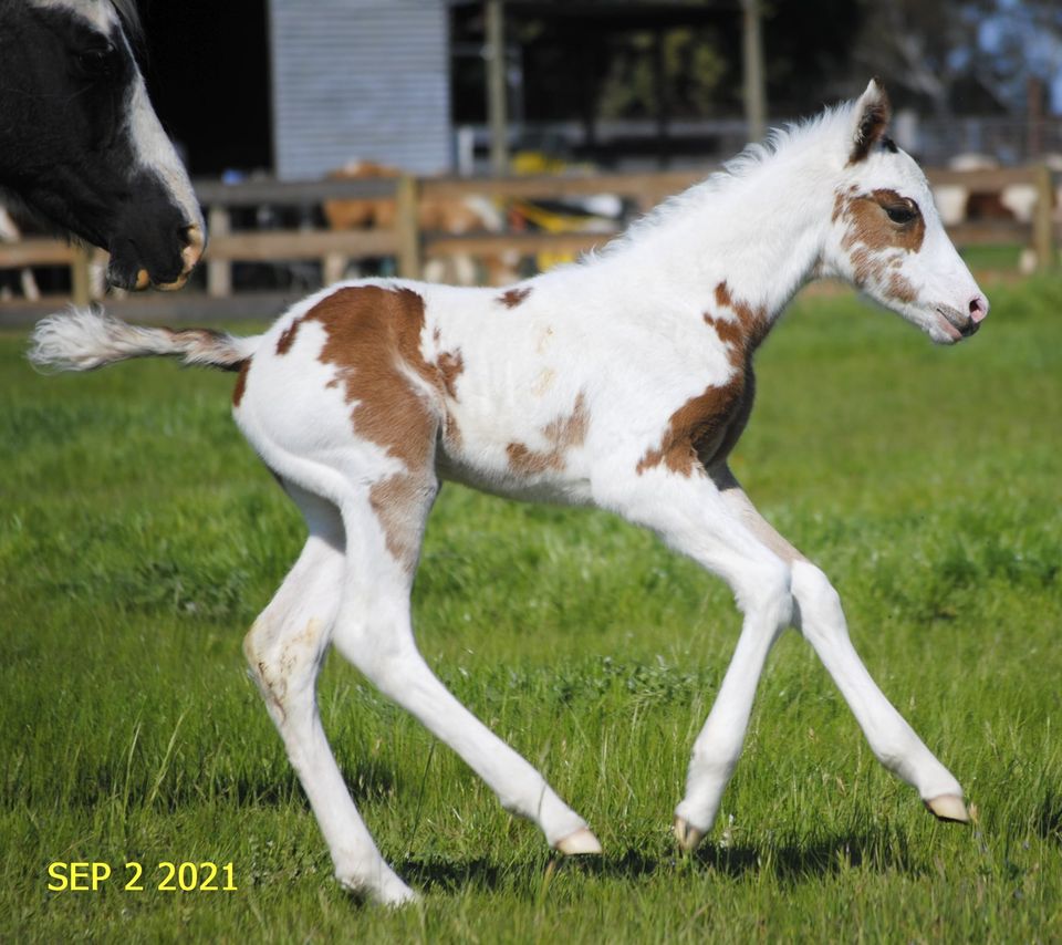 Pinto Foal Woodstock Smokin Rose